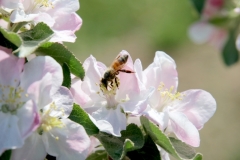 Apple Blossom Bee #3526