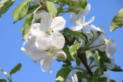 Apple Blossom Blue Sky #3119