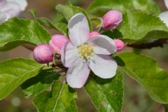 Apple Blossom Pink #3121