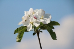 Apple Blossom Sky #3122