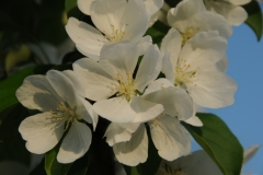 Apple Blossoms White #1673