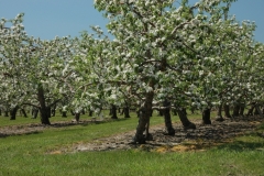 Apple Ochard Spring #1512