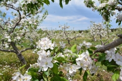 Apple Orchard Blooming #3051