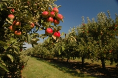 Apple Orchard Hughes #1977