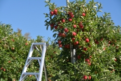 Apple Orchard Ladder #3054