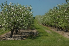 Apple Orchard Rows #1115