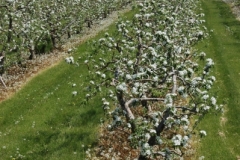 Apple Orchard Rows (v) #1116