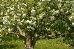 Apple Tree Blooming #3055