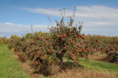 Apple Tree Fall Waupoos #2764