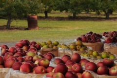 Apples Basket Orchard #1987