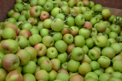 Apples Green #2906