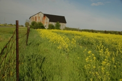 Barn Canola Yellow Field #1793