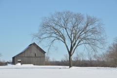 Barn Elm Tree Winter #3069