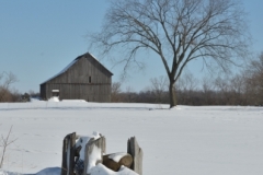 Barn Elm Tree Winter (v) #3068