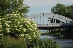 Belleville Bridge River Spring Flowers #2780