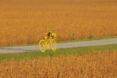 Bike in Field #3038