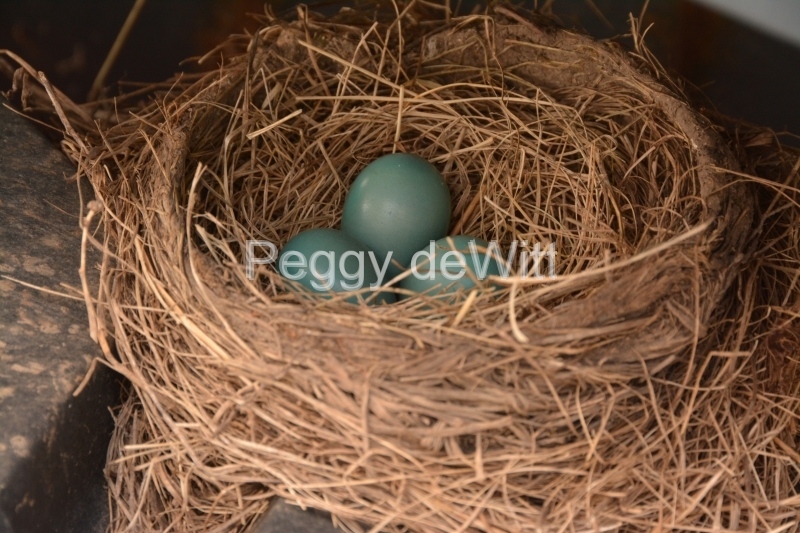 Bird Nest Three Eggs #3139