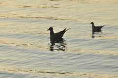 Birds On Water #2977