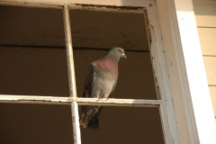 Birds Pigeon Window #3114
