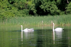 Birds Swans Family #3536