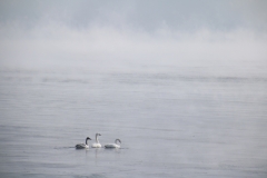 Birds Swans Misty #3142