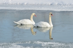 Birds Swans Winter Closeup #3115