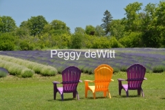 Chairs Purple & Yellow Lavender #3156