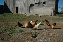 Chickens Barnyard #671