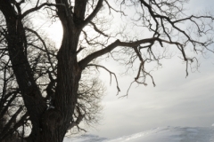 Consecon Tree Winter (v) #2126
