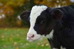 Cow Calf #2953