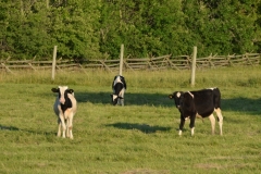 Cows Holstein Calves #2955