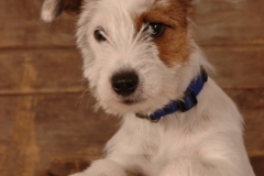 Dog Jack Russell #670