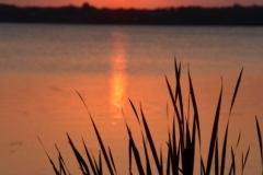 East Lake Bullrushes Sunset (v) #2961