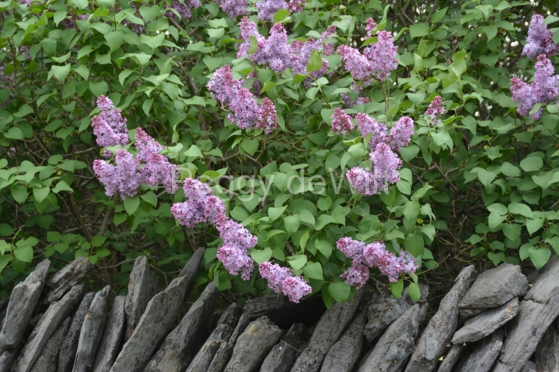 Fence Stone Lilacs Closeup #3193