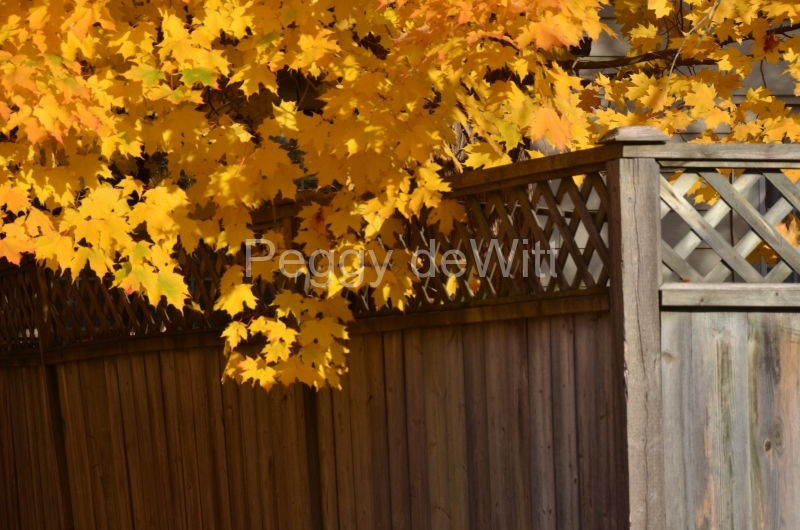 Fence Wooden Fall Leaves #2984