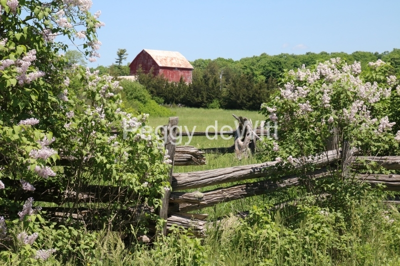 Lilacs Fence Barn #3584