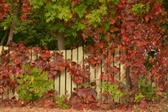 Fence Ivy Fall #3189