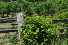 Fence Orchard #2769