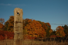 Fence Post Fall #1089