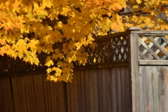 Fence Wooden Fall Leaves #2984
