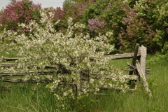 Lilacs Spring #1560