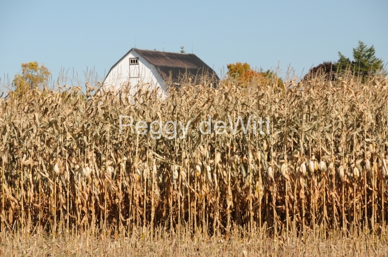 Field Corn Barn #2513