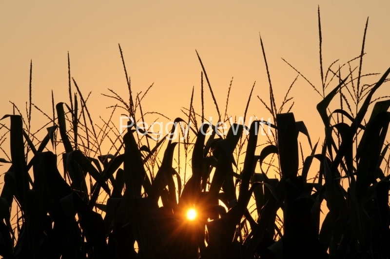 Field Corn Sunset #2846