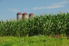 Corn Field Silos #1698