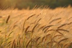 Field Barley Fall #2756