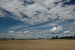 Field Barley Sky #1532
