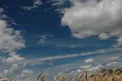 Field Barley (v) #1511