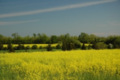 Field Canola Yellow #1821