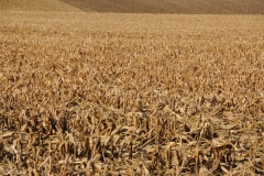 Field Corn #1719