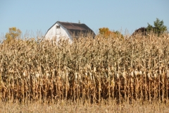 Field Corn Barn #2513
